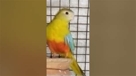 Exotic Birds For Sale In Delhi Youtube