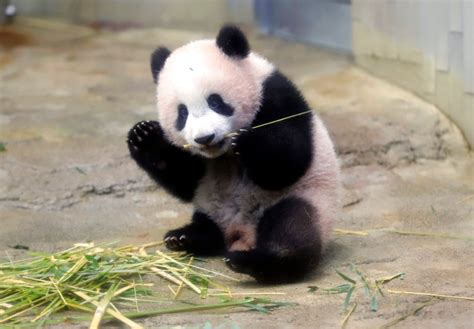 Baby Panda