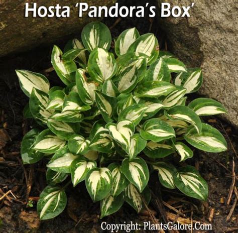 Hosta Plant Size Characteristics From Hosta Helper By