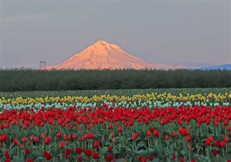 Tulip Festival Field With Mt Hood As The Majestic Back Drop In April