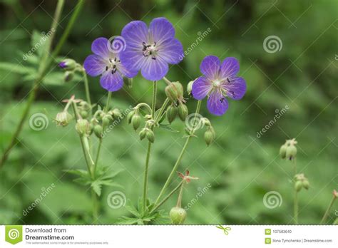 Violet Flowers Geranium Pratense Or Meadow Geranium In Field Stock