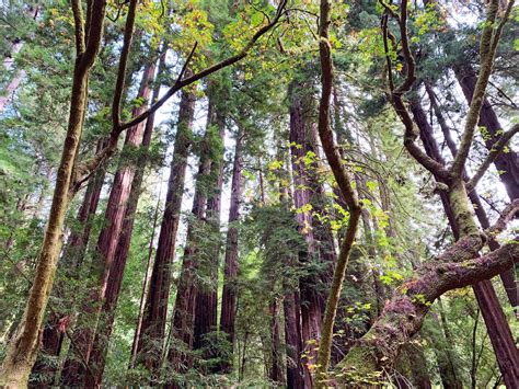 15 Best Places To See Redwoods Near San Francisco Plus Sequoias