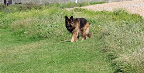 German Shepherd Dog Free Stock Photo Public Domain Pictures