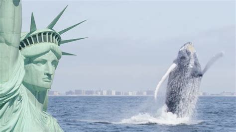 Humpback Whales Return To New York Cities Natures New Wild Bbc