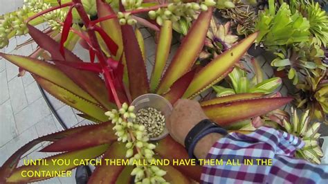 Collect And Wash The Seeds Of The Bromeliads Youtube