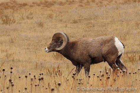 Huge Horns Bighorns In The Badlands Of North Dakota Beautiful