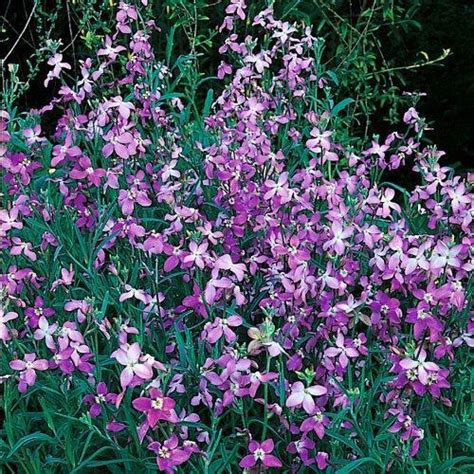 100 X Garden Seeds Night Scented Stock Lilac Matthiola Bicornis Purple