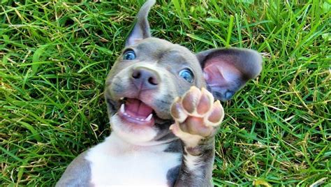 Find the best pit bull puppy wallpaper hd on getwallpapers. Pit Bull Puppies: Cute Pictures And Facts - Dogtime