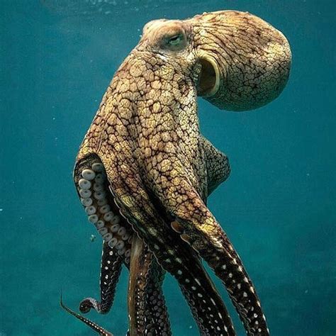 Giant Octopus Amazing They Say Octopuses A Weird Word Are So Intelligent That They May