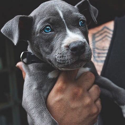 Check spelling or type a new query. The sweetest blue-eyed puppy | Cute little animals, Pitbulls, Cute puppies