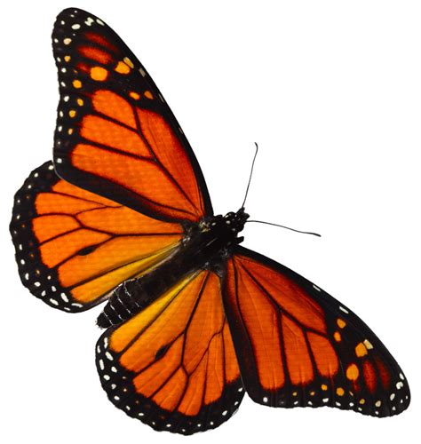 Monarch Butterflies Png