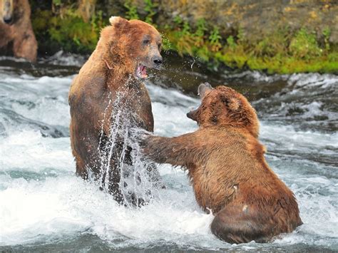 Brown Bear Fight Smithsonian Photo Contest Smithsonian Magazine