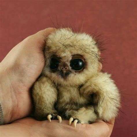 Adorable Baby Owl Natureza Pinterest Baby Owl Owl And Babies