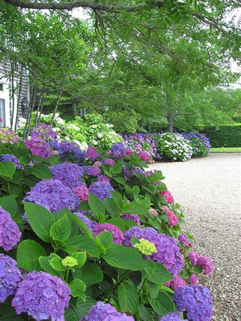 15 Top And Most Beautiful Hydrangeas Landscaping Ideas To Inspire You