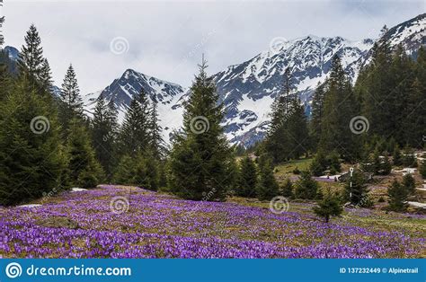Purple Crocus Flowers And Beautiful Spring Landscape In Fagaras