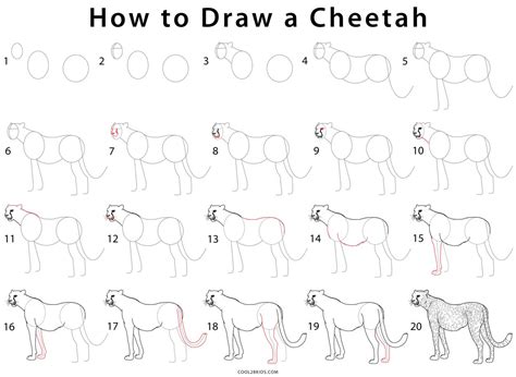 Cheetah drawing step by step at paintingvalley com explore. How to Draw a Cheetah (Step by Step Pictures) | Cool2bKids