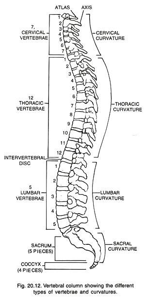 Anatomy of the backbone cervical spine. Skeletal System of Human Beings (With Diagram)