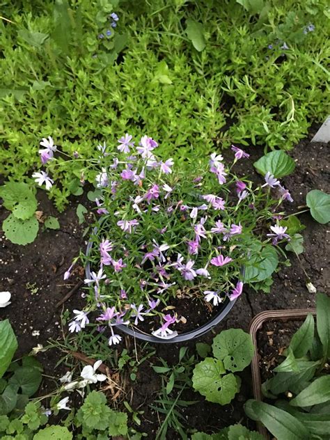 Photo Of The Entire Plant Of Creeping Phlox Phlox Subulata Posted By