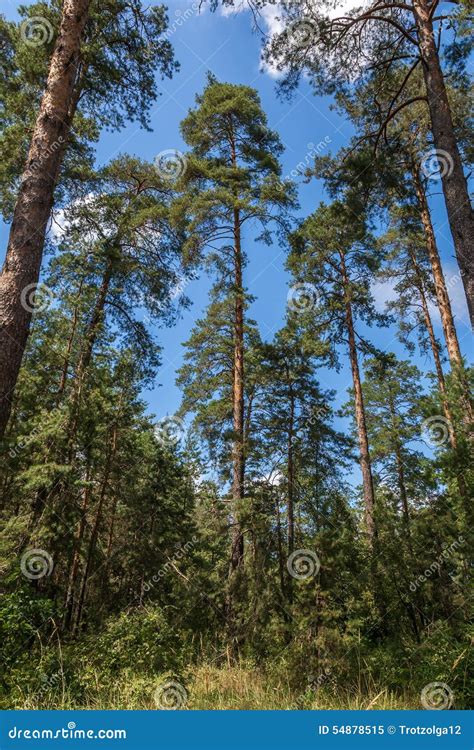 Tall Pine Trees In Forest With Blue Sky And Clouds Stock Image Image