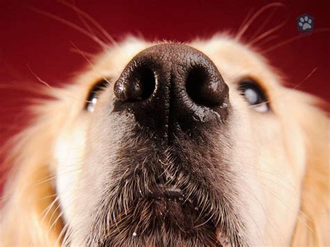 Why Do Dog Noses Have Slits