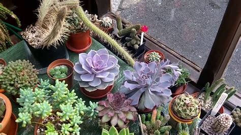 How To Care For And Grow Echeveria Succulent Plants Youtube