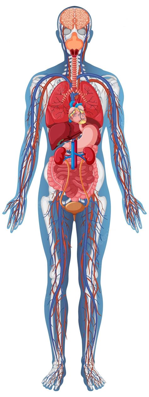 Premium Vector Anatomical Structure Human Body
