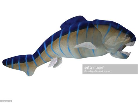 Prehistoric Era Dunkleosteus Fish High Res Vector Graphic Getty Images