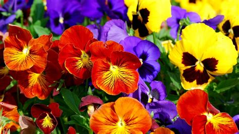 773013 Colorful Flowers Wallpaper Casa Pacifica