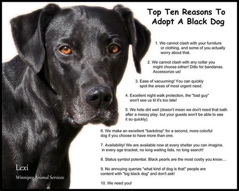 Top 10 Reasons Why To Adopt A Black Dog Black Dog Black Dog Syndrome