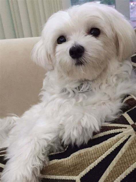 Pure White Maltese Puppy Lounging On A Couch Maltese Poodle Havanese