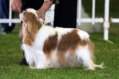 Trescaval And Tresbow Cavalier King Charles Spaniels