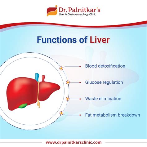 Functions Of Liver Dr Sachin Palnitkar