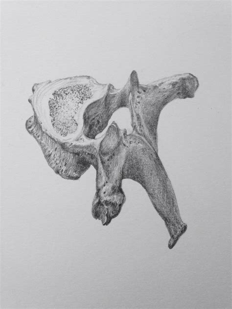 Thoracic Vertebra Anatomical Pencil Drawing By Amy Hunter Anatomy