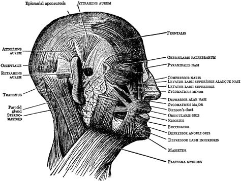 Face And Scalp Muscles Clipart Etc