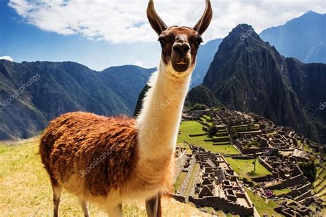 Lama At Machu Picchu Incas Ruins In The Peruvian Andes At Cuzco Peru