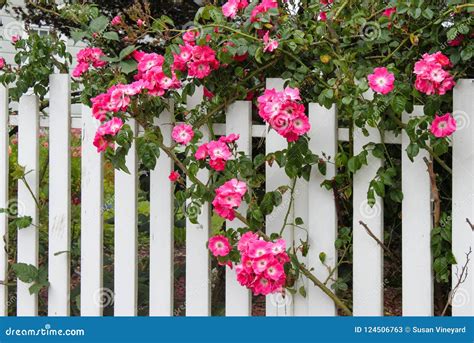 Wild Pink Roses Growing On A White Picket Fence With Flower Garden
