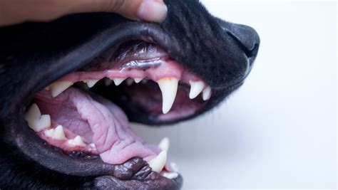 What The Color Of Your Dogs Gums Mean Vb Pharma