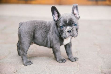 2 beautiful french bulldog short stocky males will be ready in 1 weeks solid blue, will be kc registered vet checked wormed and will have there first. Blue Frenchies - All about Blue French Bulldogs | French ...