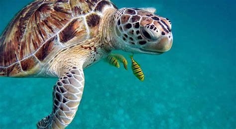How Long Can Sea Turtles Stay Underwater With Pictures And Video