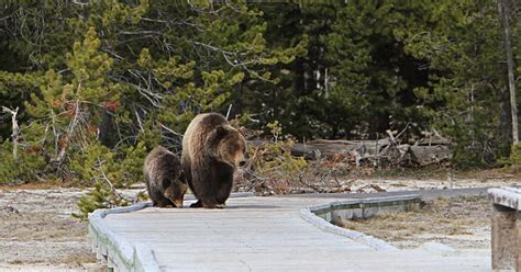 Do Not Push A Slower Friend Down National Park Service Hilarious Bear