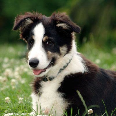 It's rare for the border collie to have one solid color, but they usually are bicolor, tricolor, sable, with. Rough Coated tri color Working Sheepdog Puppy Ned | Sheep ...