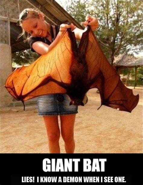 82 Best Going Batty And Really Bat Jokes Images On Pinterest Ha Ha