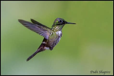 Festive Coquette Lophornis Chalybeus Male In Flight