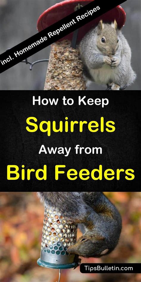 How to keep a mummy (japanese: 12+ Crafty Ways to Keep Squirrels Away from Bird Feeders ...