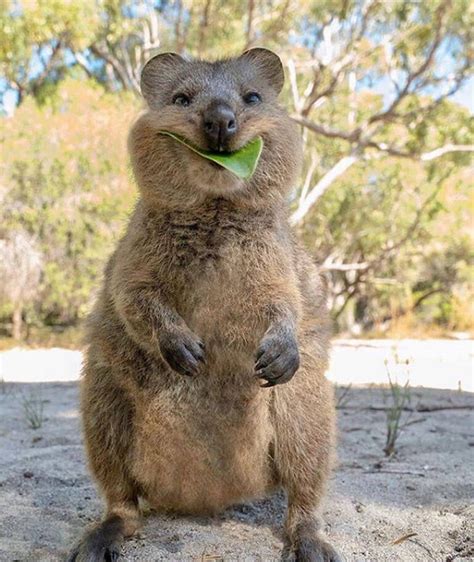Meet The Quokka The Smiling Marsupial Of Western Australia