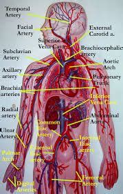In the pulmonary circuit, blood is pumped from the right ventricle of the heart through the pulmonary arteries, which lead to the lungs. human arteries and veins labeled model - Google Search ...