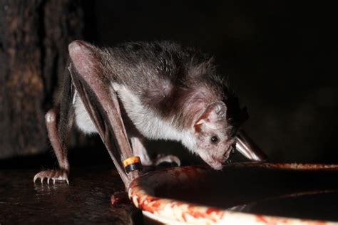 Scientists Solve Mystery Of How Vampire Bats Feed On Blood Without