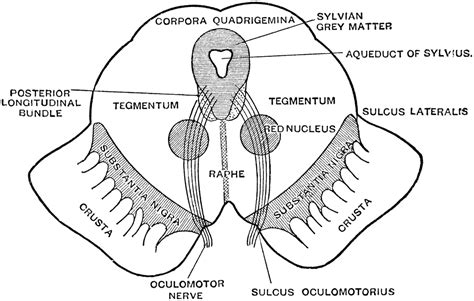 Section of Mesencephalon | ClipArt ETC