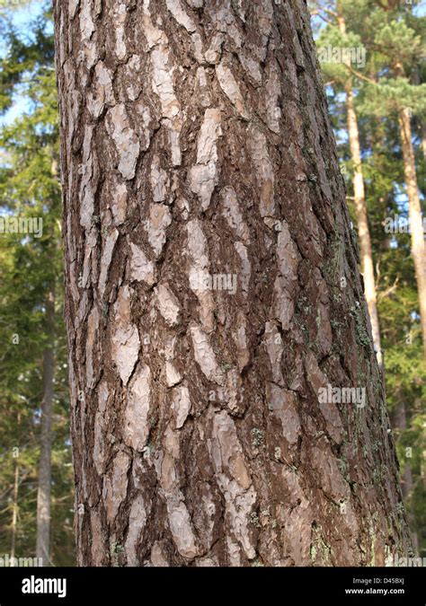 Trunk With Bark From Scots Pine Pinus Silvestris Stamm Mit Rinde