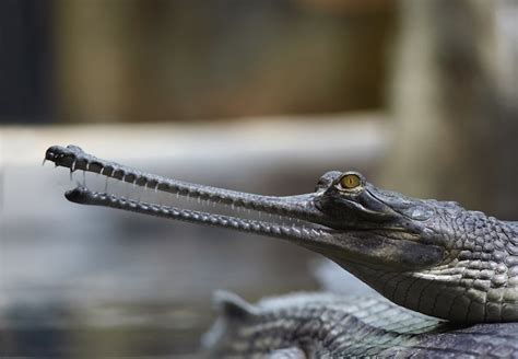 Gharial Crocodile Facts And Information